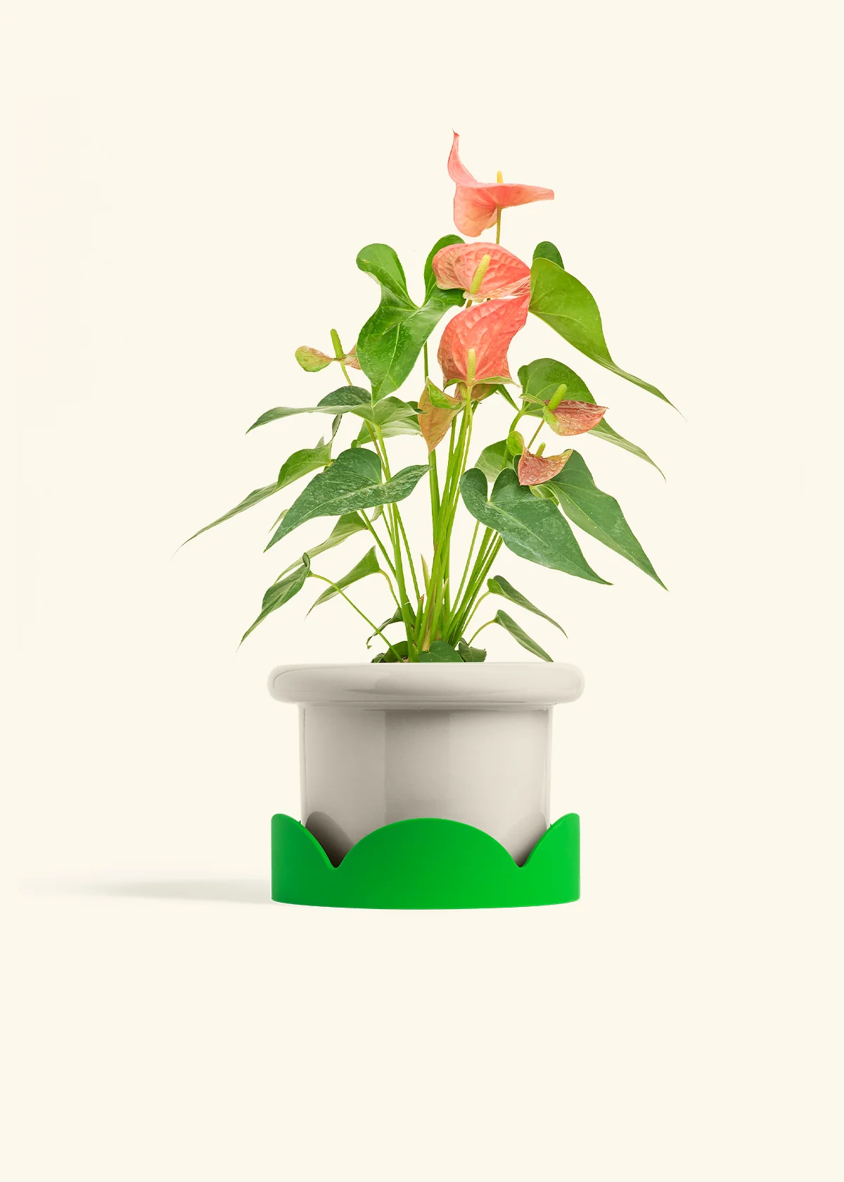 Anthurium 'Pink Flamingo' - Image 23