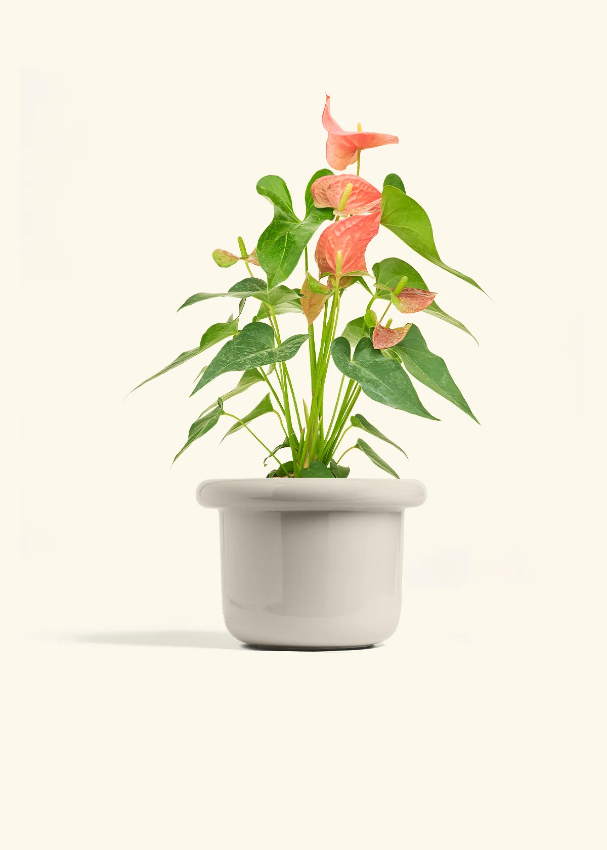 Anthurium 'Pink Flamingo' - Image 24