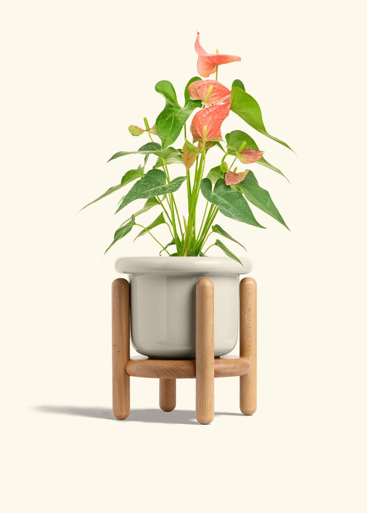 Anthurium 'Pink Flamingo' - Image 25