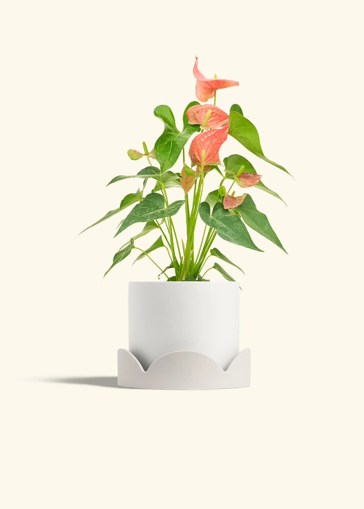 Anthurium 'Pink Flamingo' - Image 27