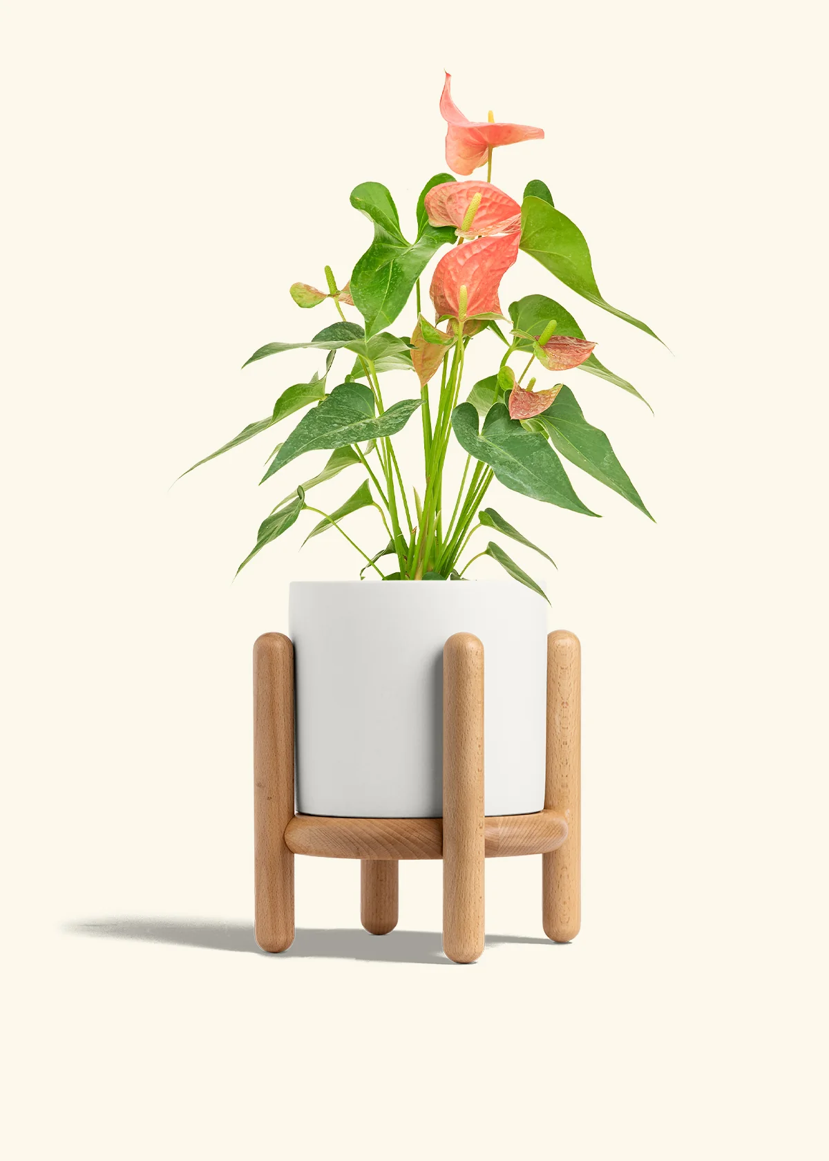 Anthurium 'Pink Flamingo' - Image 28