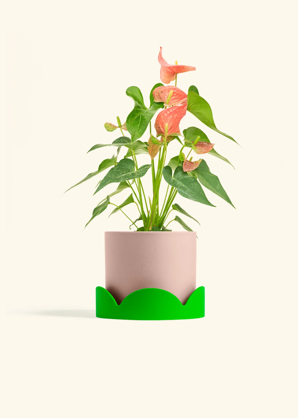 Anthurium 'Pink Flamingo' - Image 29