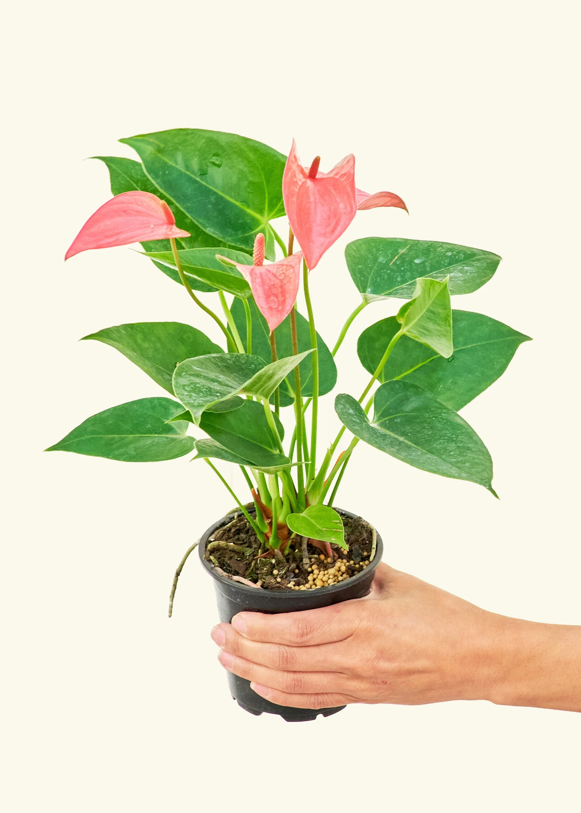 Anthurium 'Pink Flamingo' - Image 3