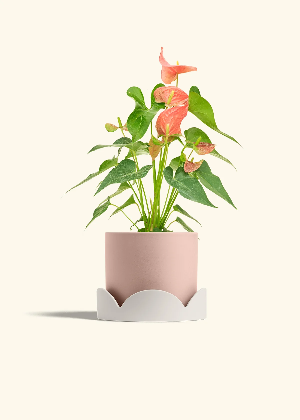 Anthurium 'Pink Flamingo' - Image 30