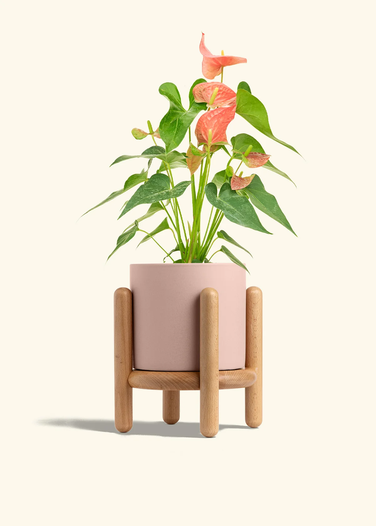 Anthurium 'Pink Flamingo' - Image 31