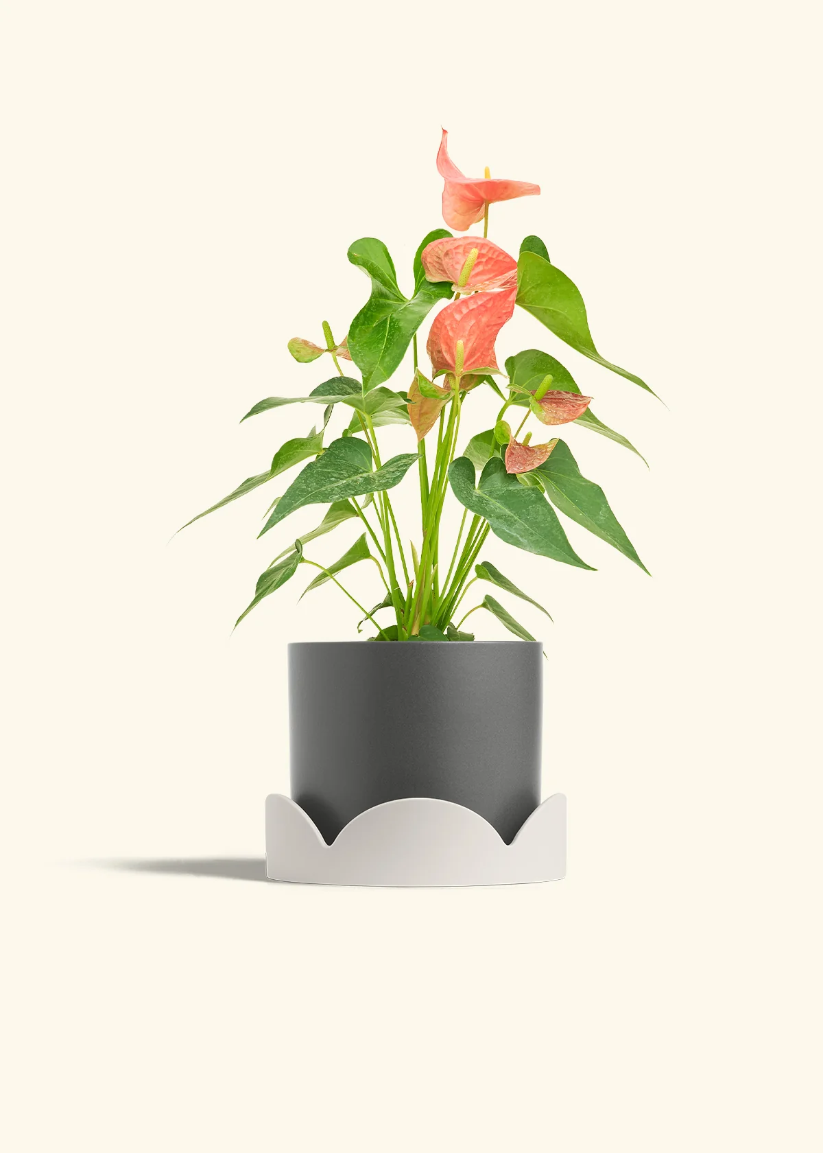 Anthurium 'Pink Flamingo' - Image 33