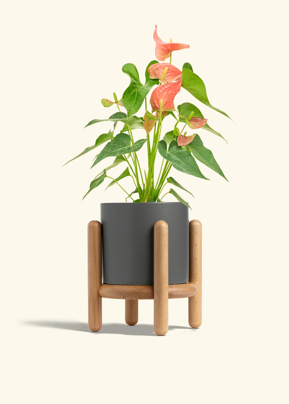 Anthurium 'Pink Flamingo' - Image 34