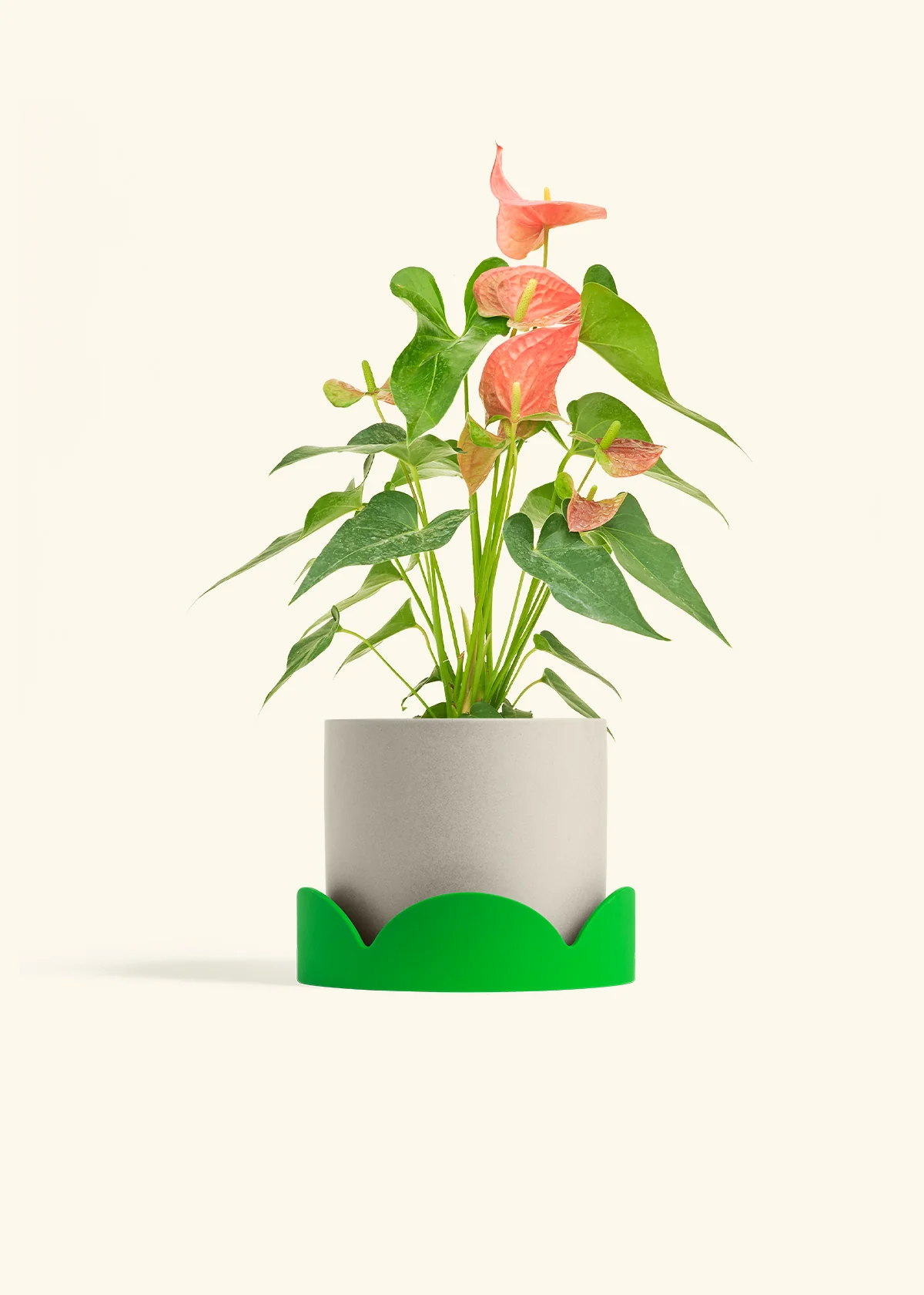 Anthurium 'Pink Flamingo' - Image 35
