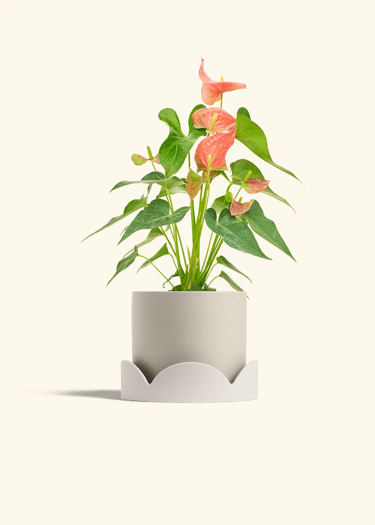 Anthurium 'Pink Flamingo' - Image 36