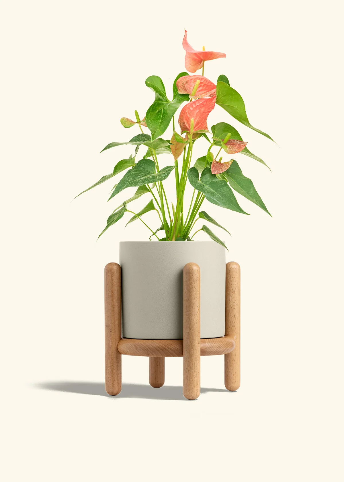 Anthurium 'Pink Flamingo' - Image 37