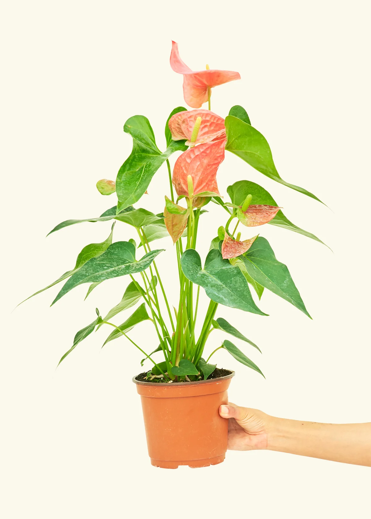 Anthurium 'Pink Flamingo' - Image 38