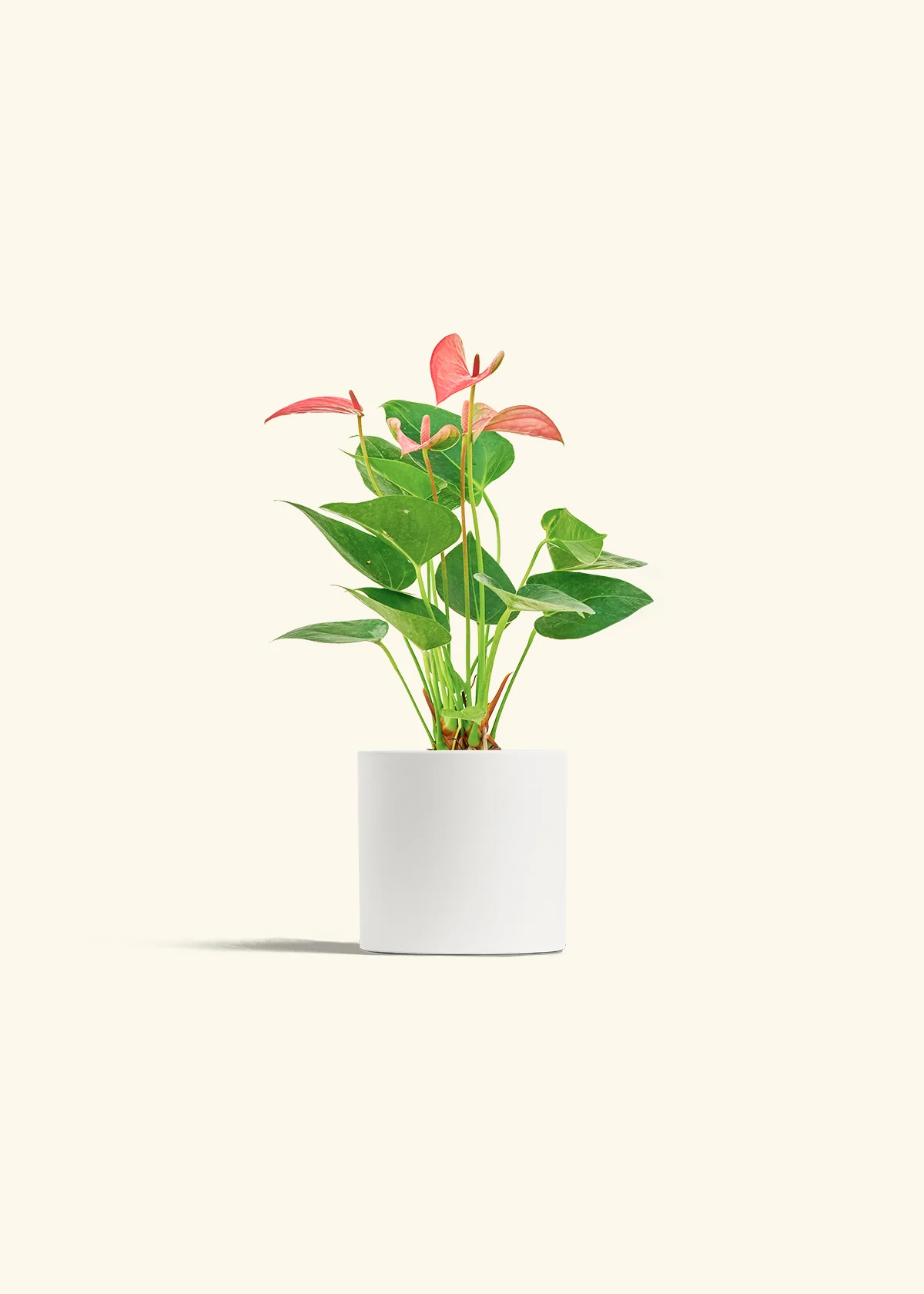 Anthurium 'Pink Flamingo' - Image 4