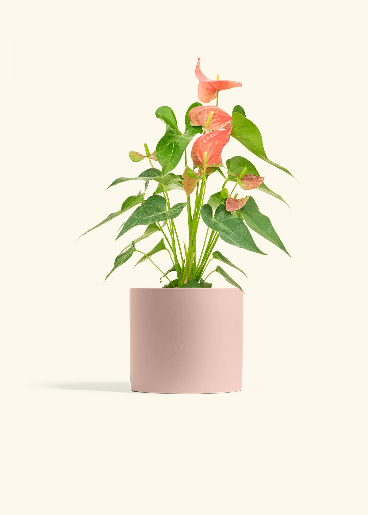 Anthurium 'Pink Flamingo' - Image 40
