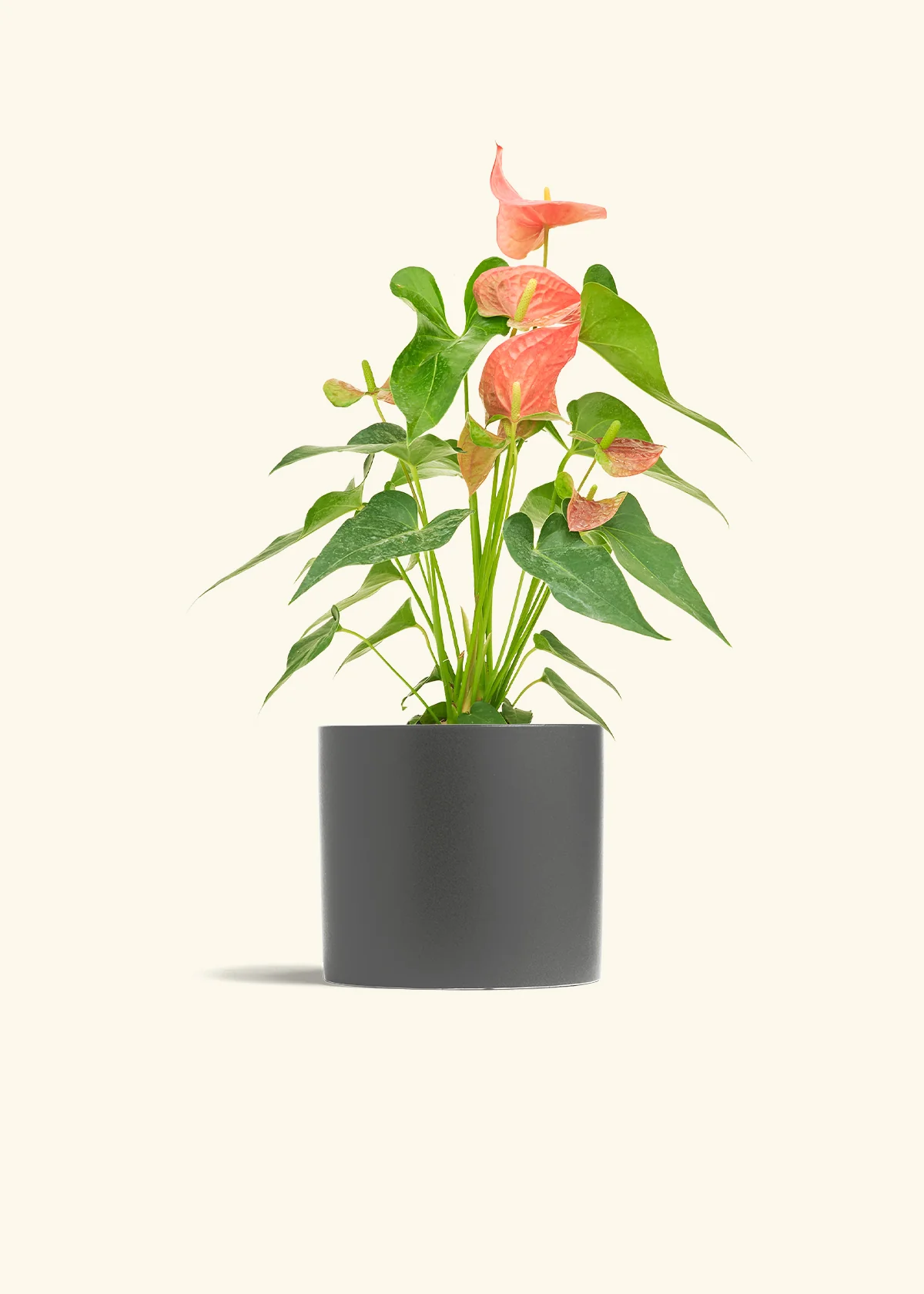 Anthurium 'Pink Flamingo' - Image 41