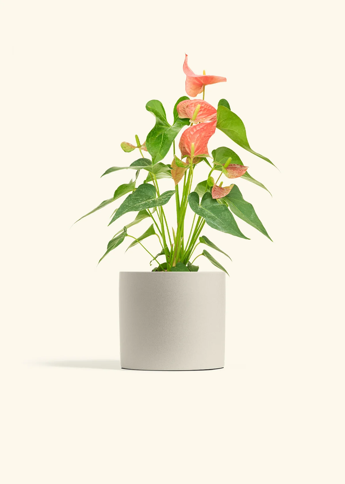 Anthurium 'Pink Flamingo' - Image 42