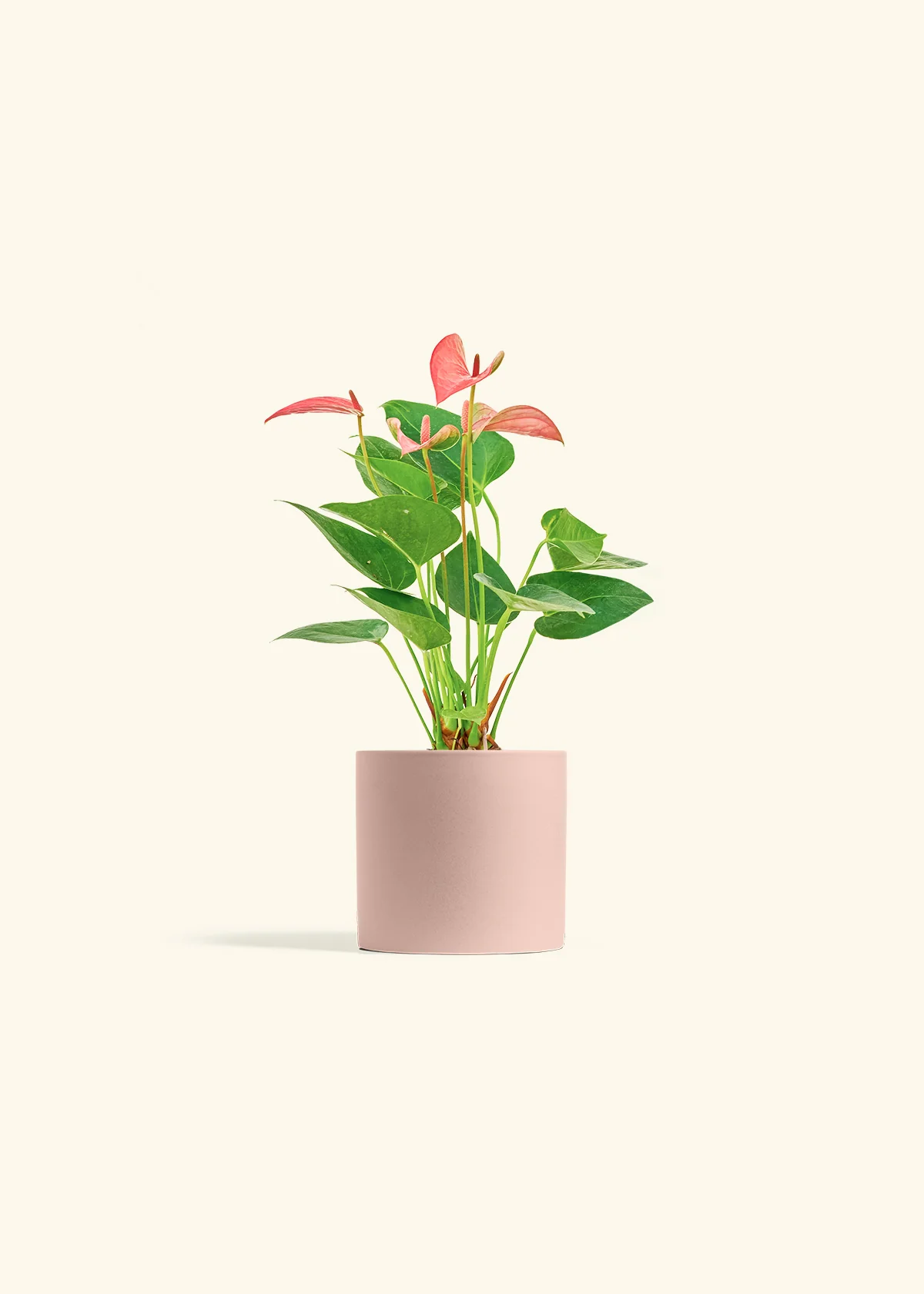 Anthurium 'Pink Flamingo' - Image 5