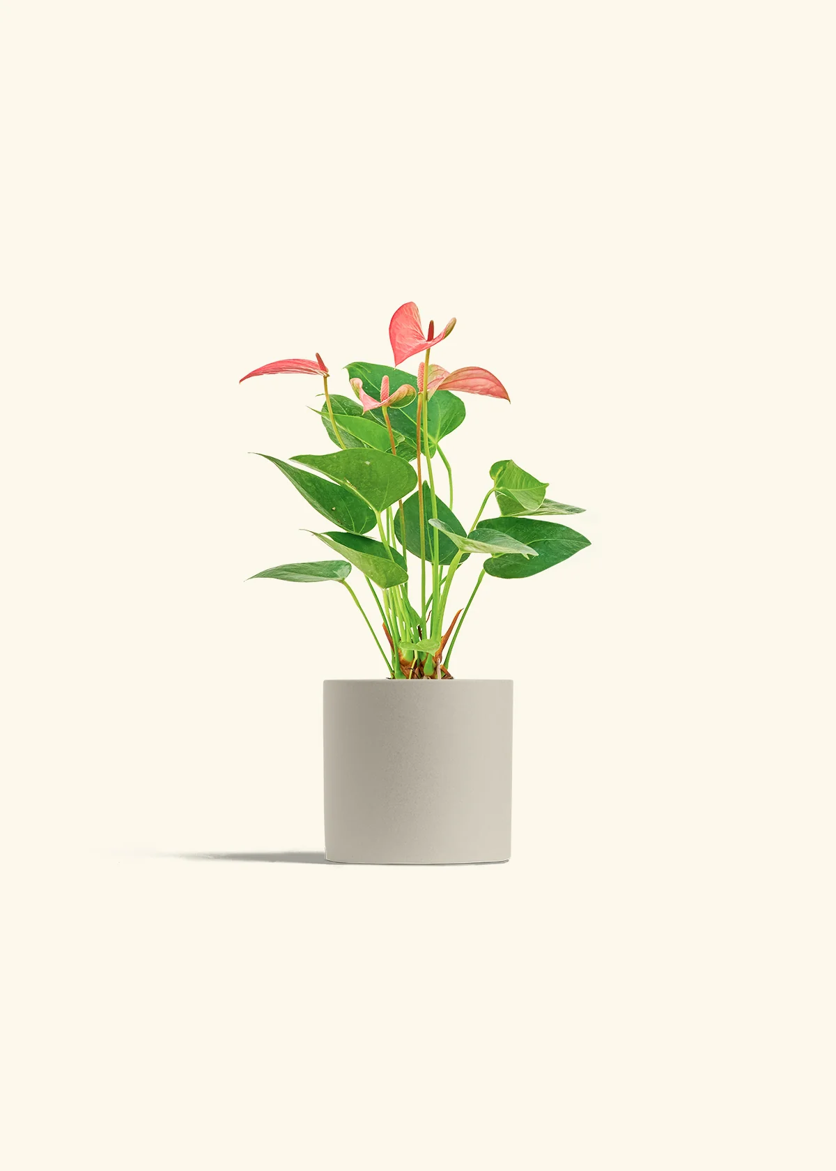Anthurium 'Pink Flamingo' - Image 6