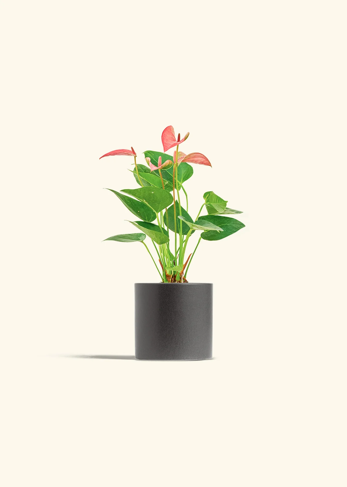 Anthurium 'Pink Flamingo' - Image 7