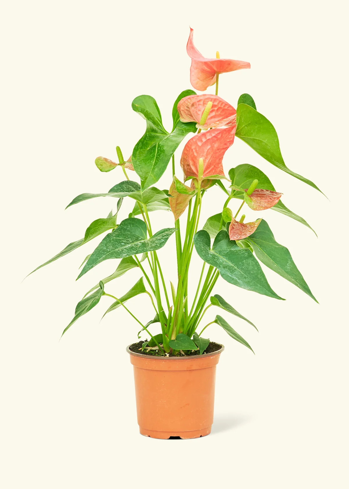 Anthurium 'Pink Flamingo' - Image 8