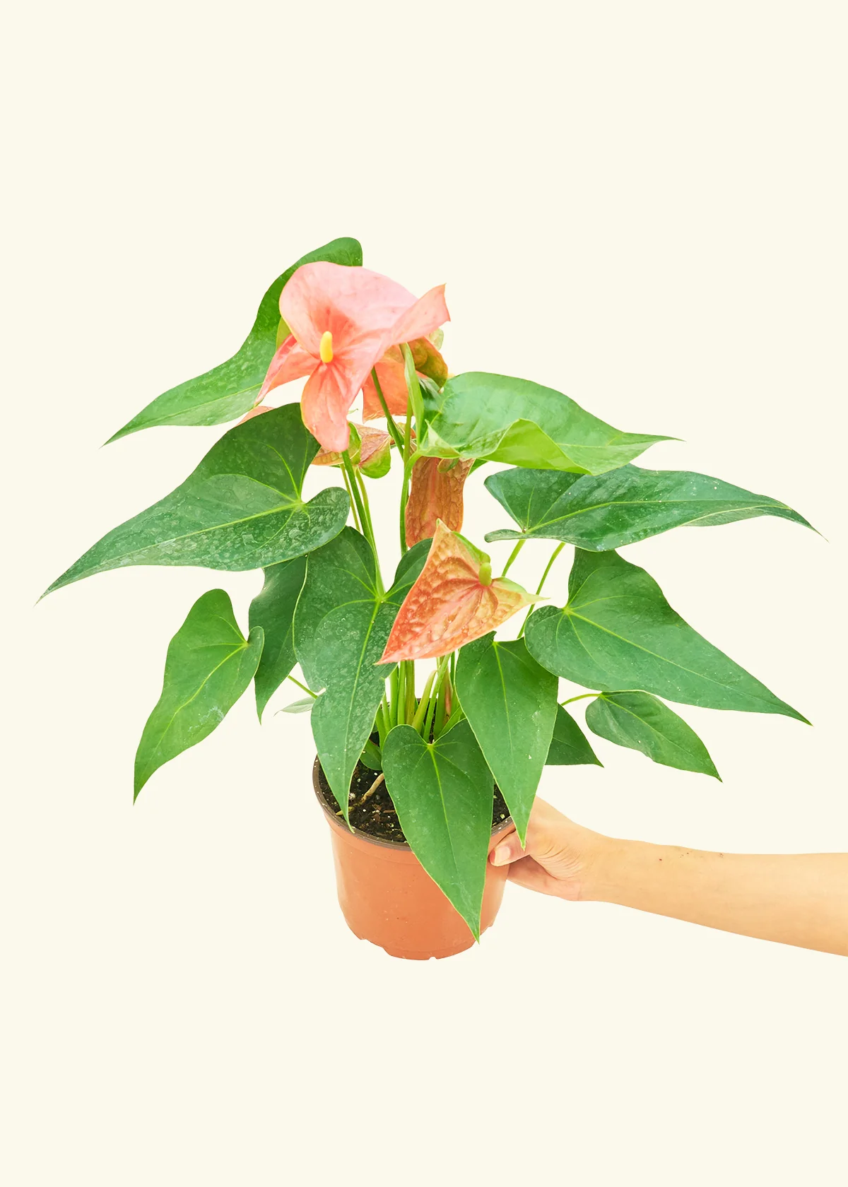 Anthurium 'Pink Flamingo' - Image 9