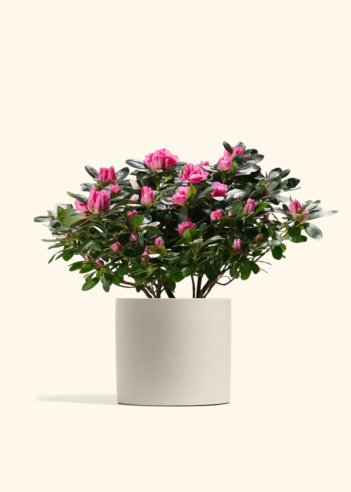 Pink Blooming Azalea - Image 10