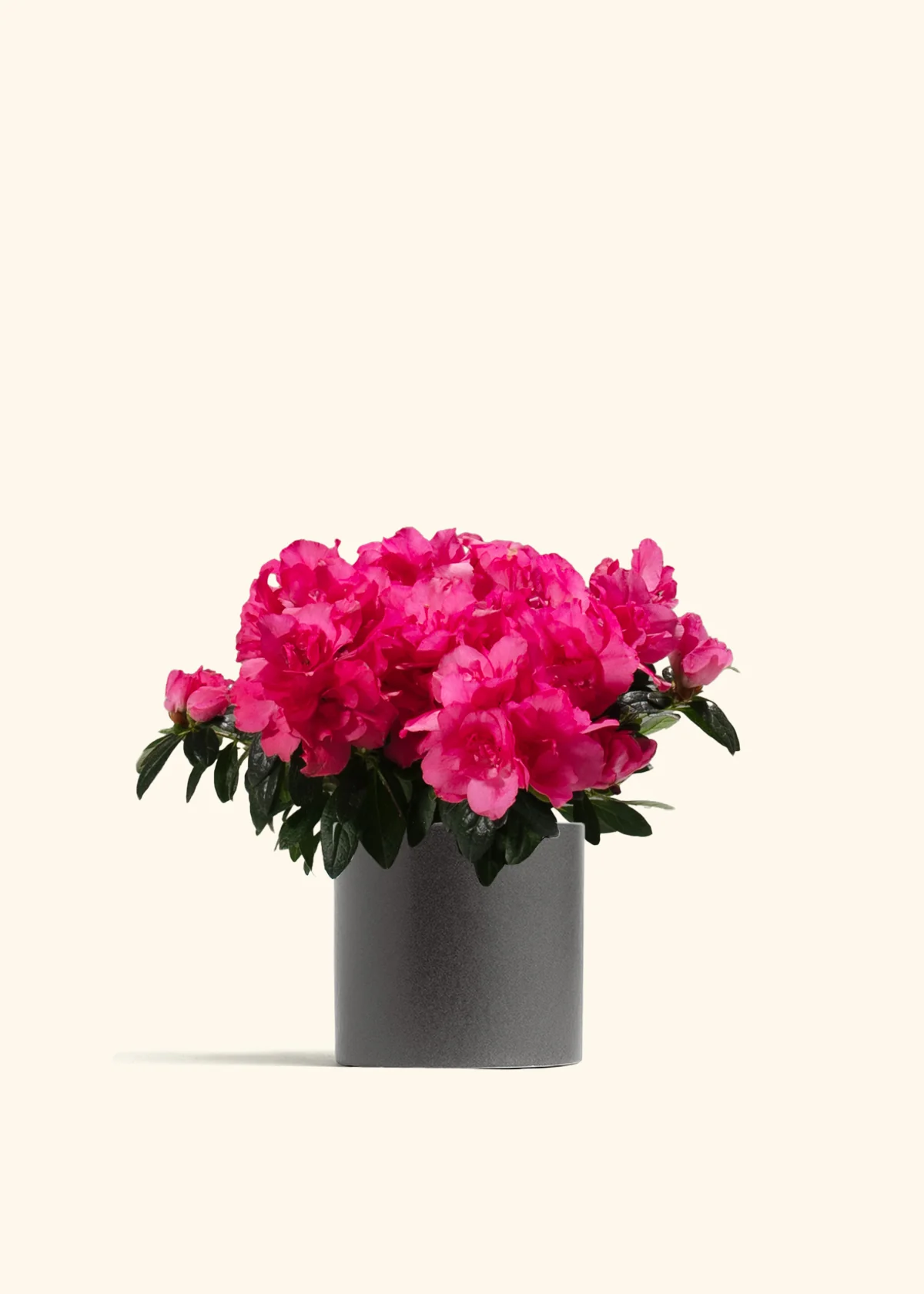 Pink Blooming Azalea - Image 2