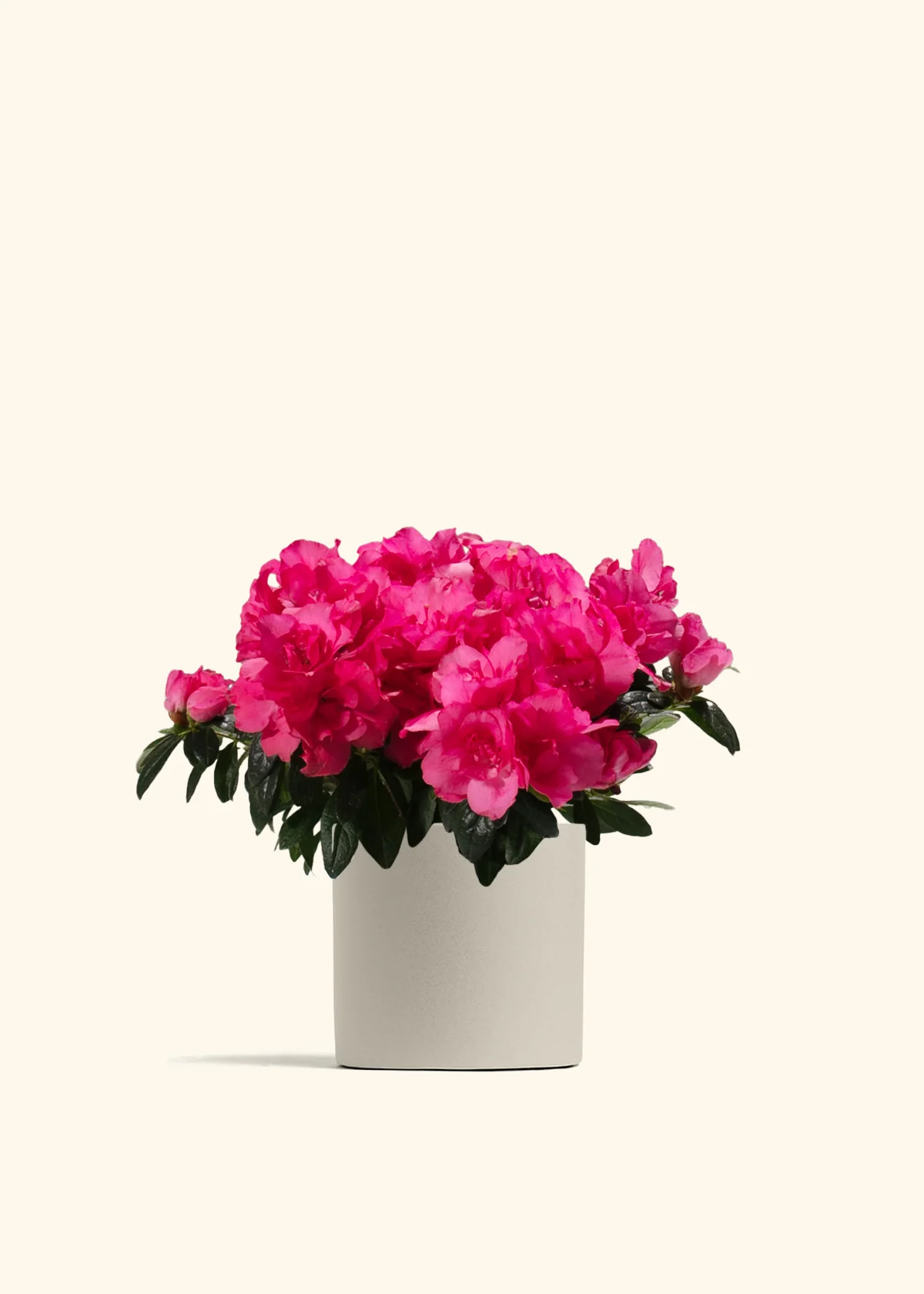 Pink Blooming Azalea - Image 3