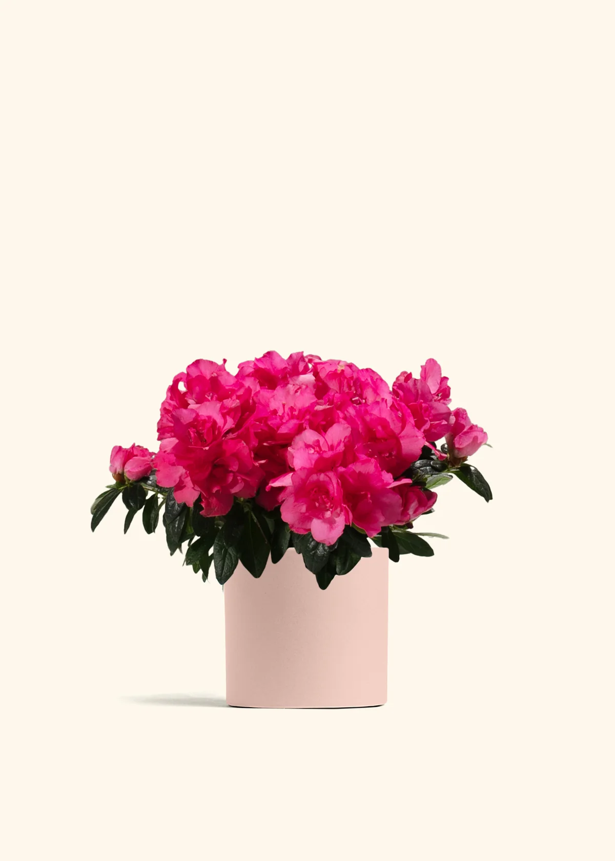 Pink Blooming Azalea - Image 4