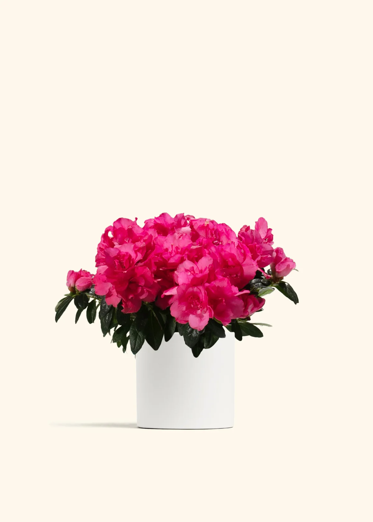 Pink Blooming Azalea - Image 5