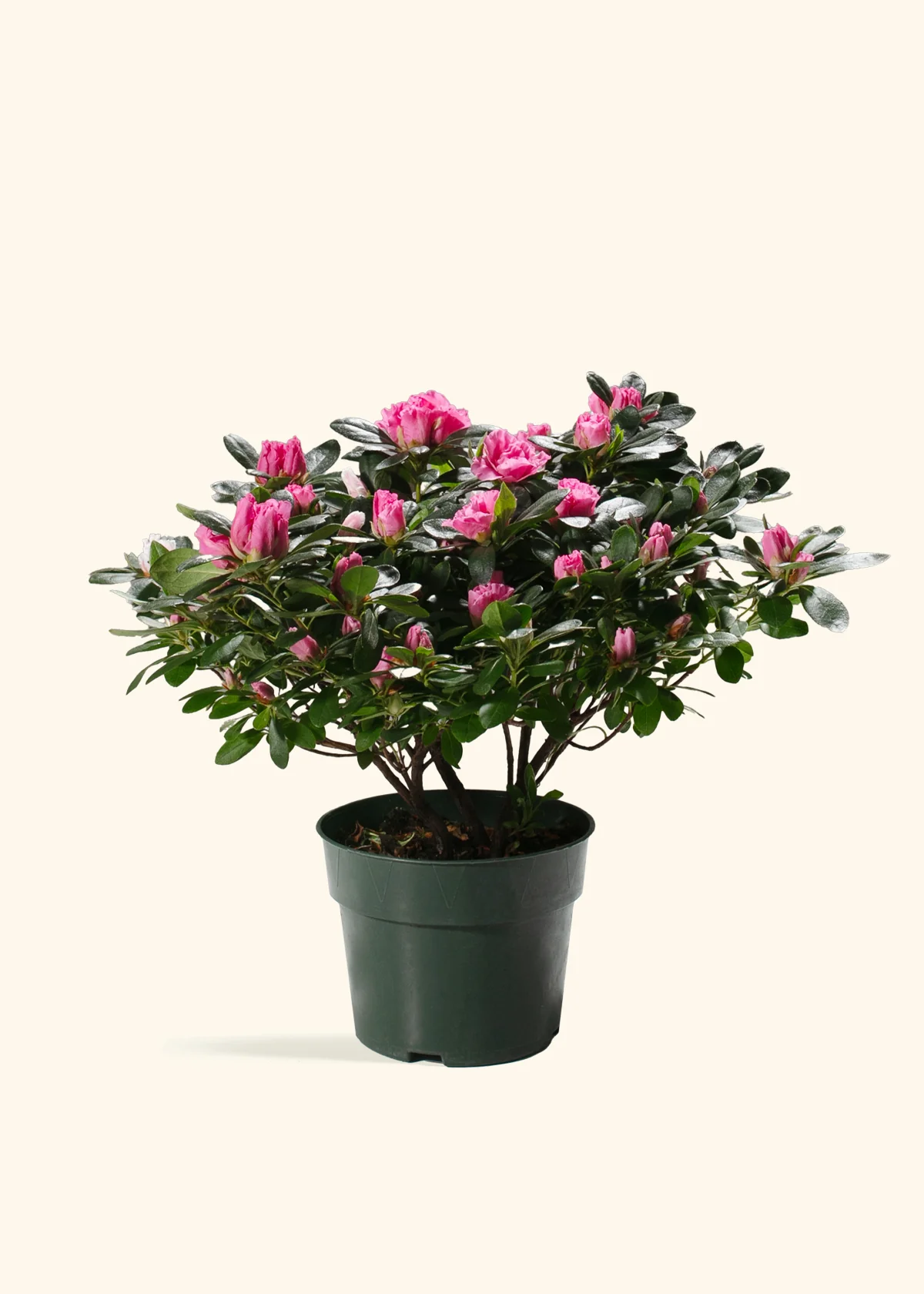 Pink Blooming Azalea - Image 6