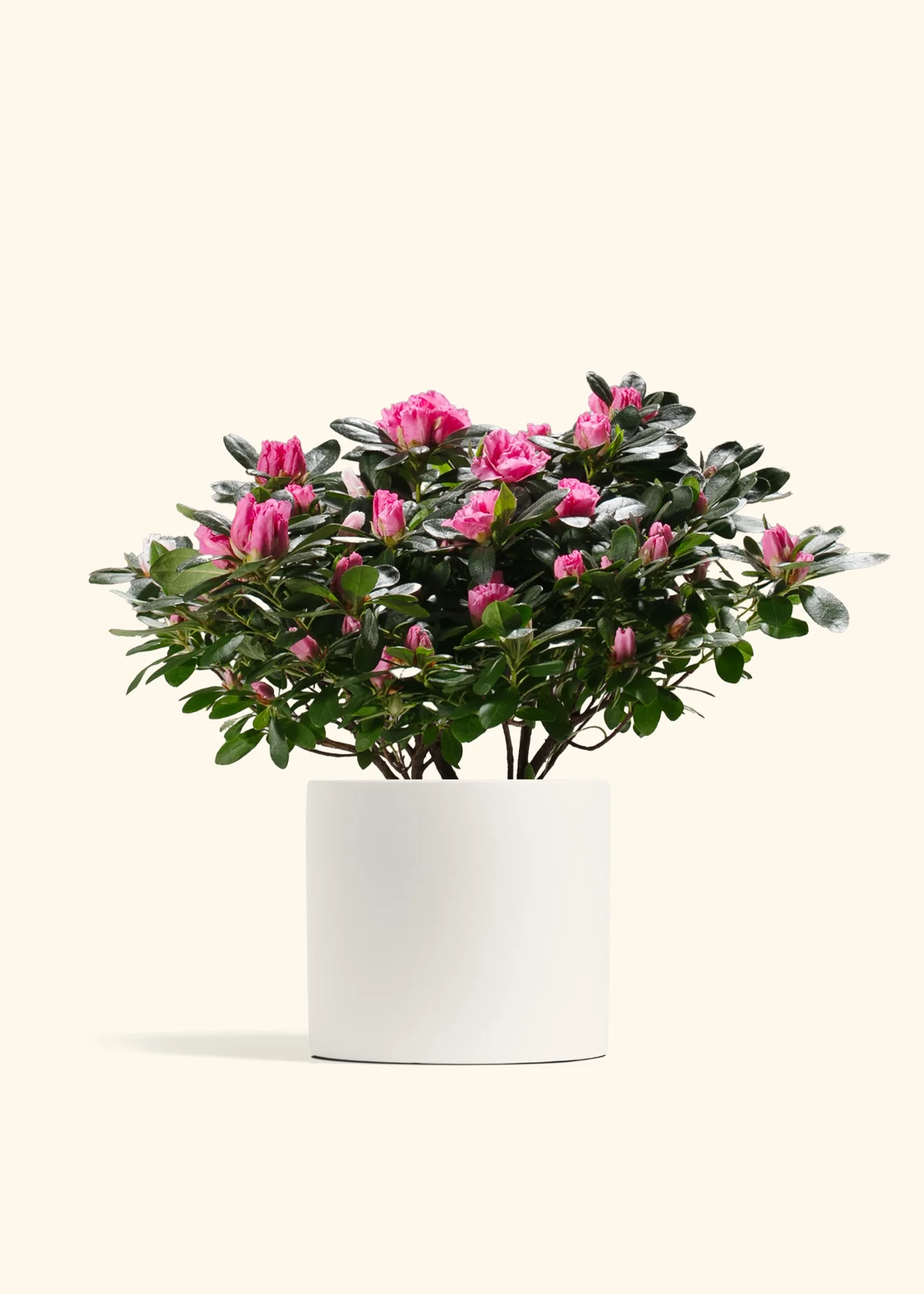 Pink Blooming Azalea - Image 7