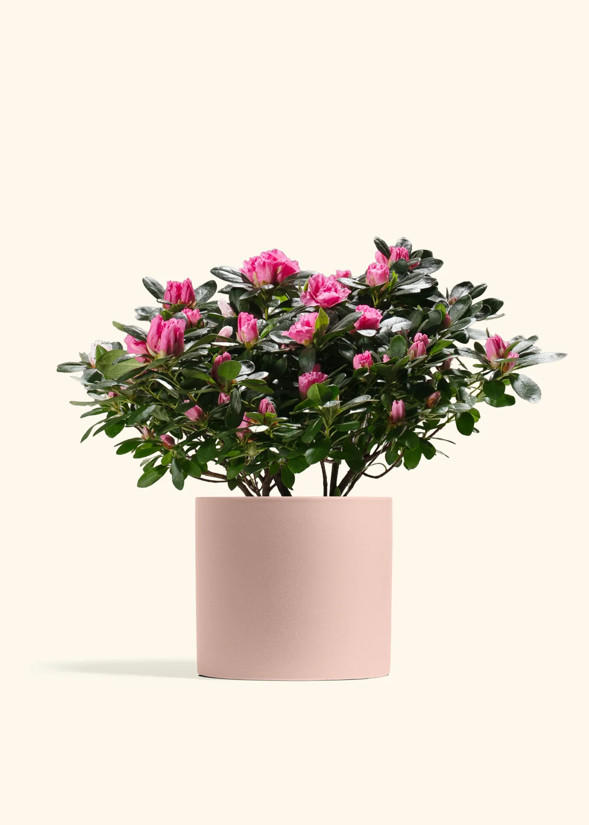 Pink Blooming Azalea - Image 8