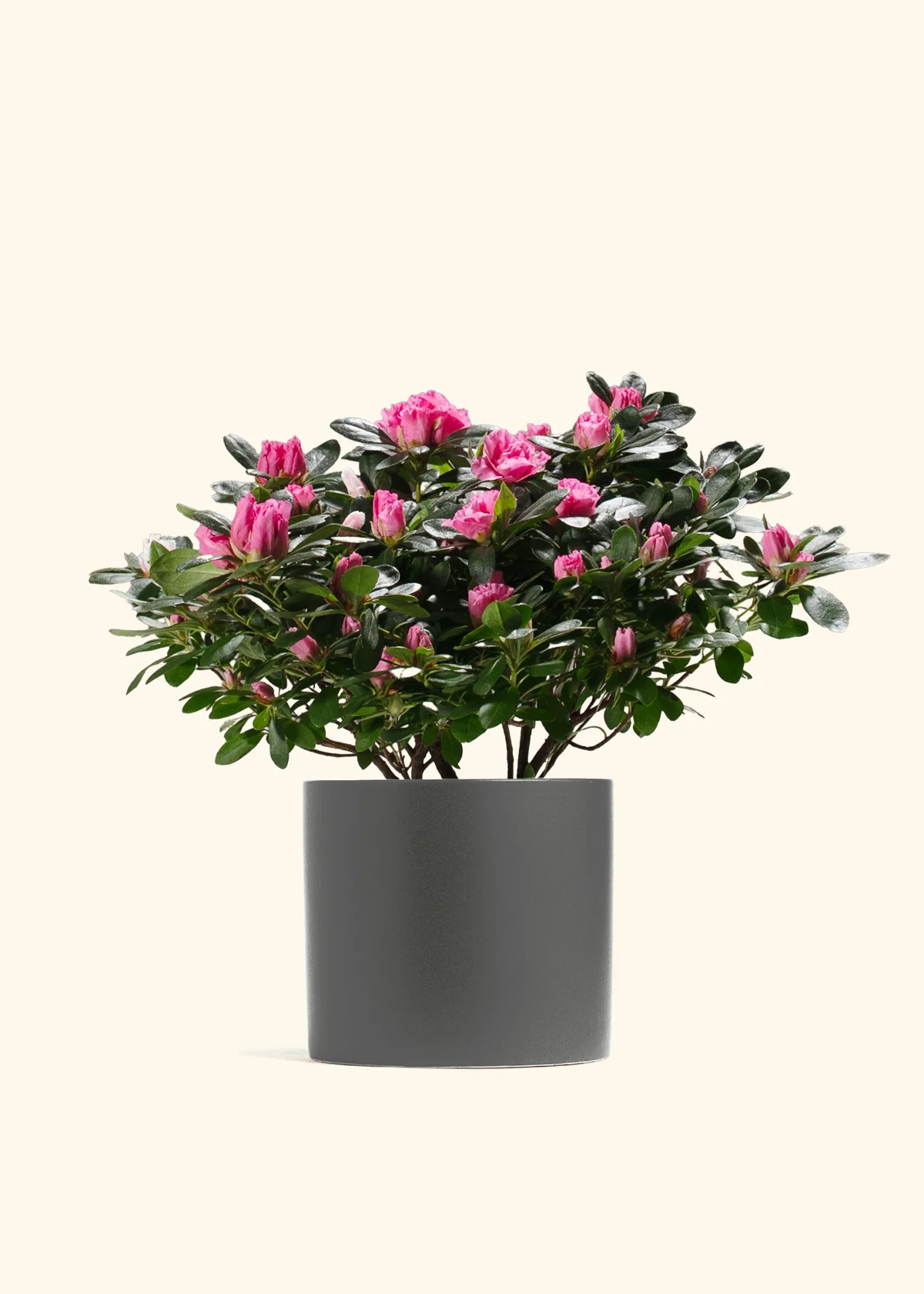 Pink Blooming Azalea - Image 9