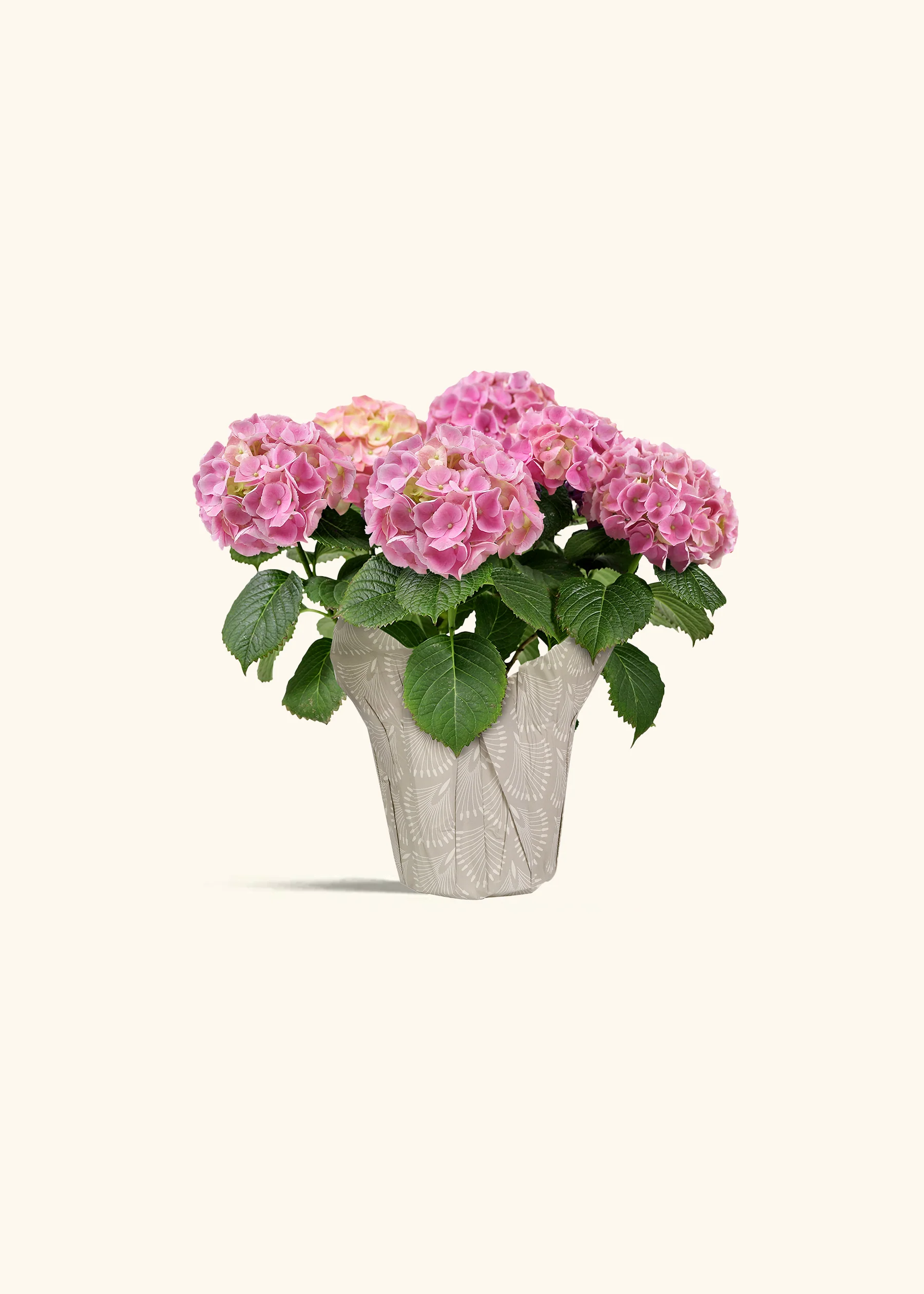 Flowering Plants