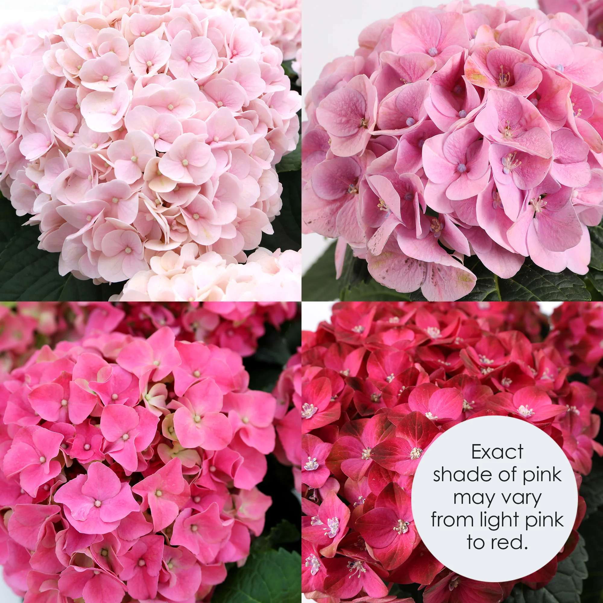 Pink Hydrangea - Image 2