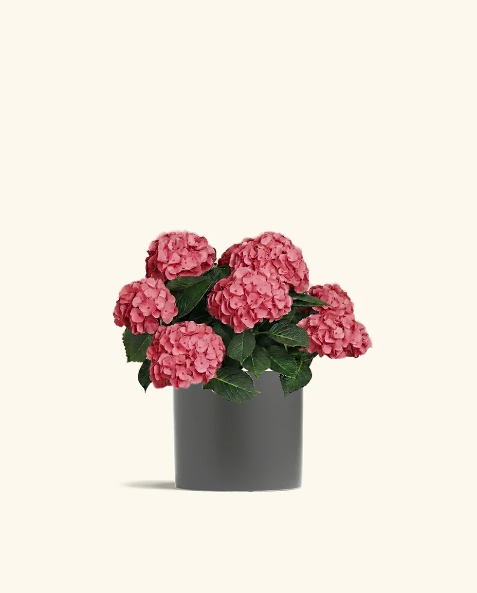 Pink Hydrangea - Image 3