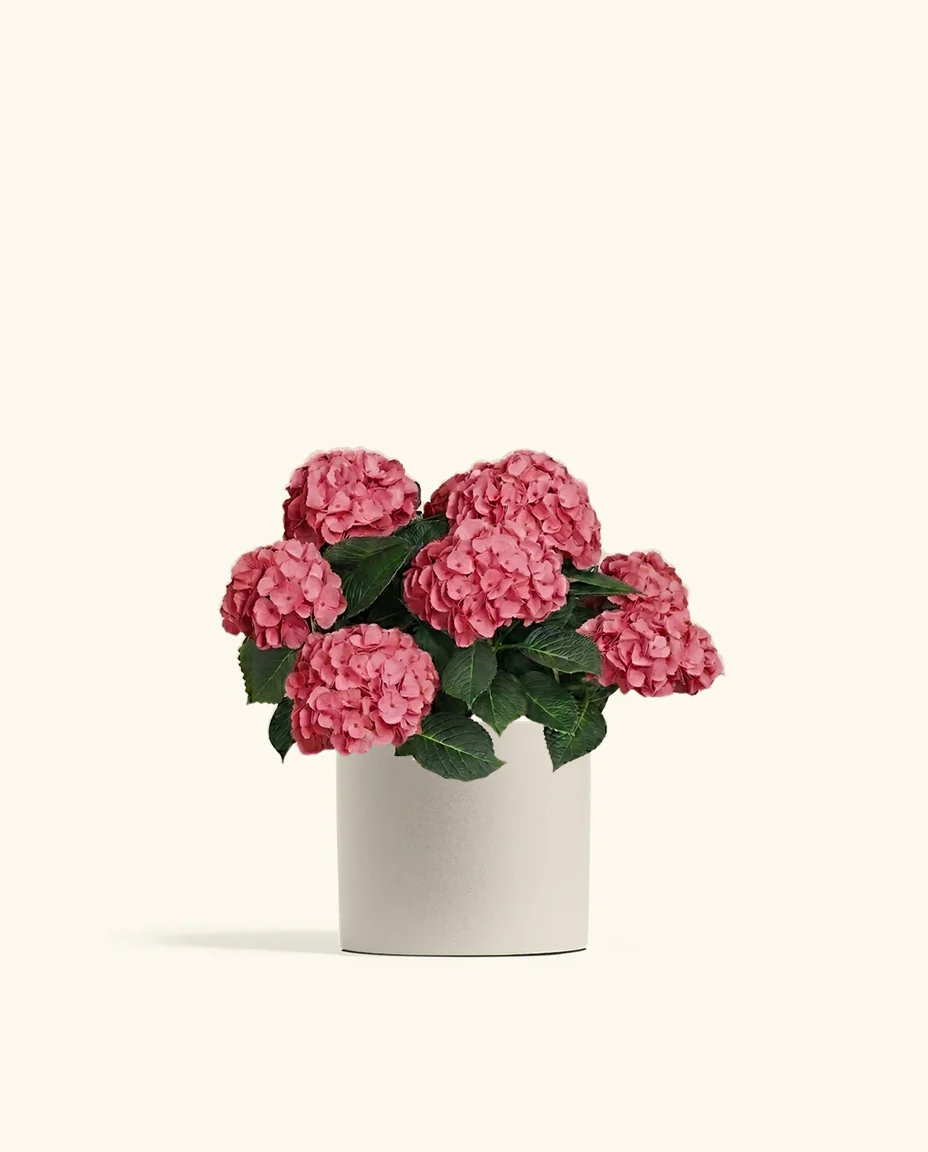 Pink Hydrangea - Image 4