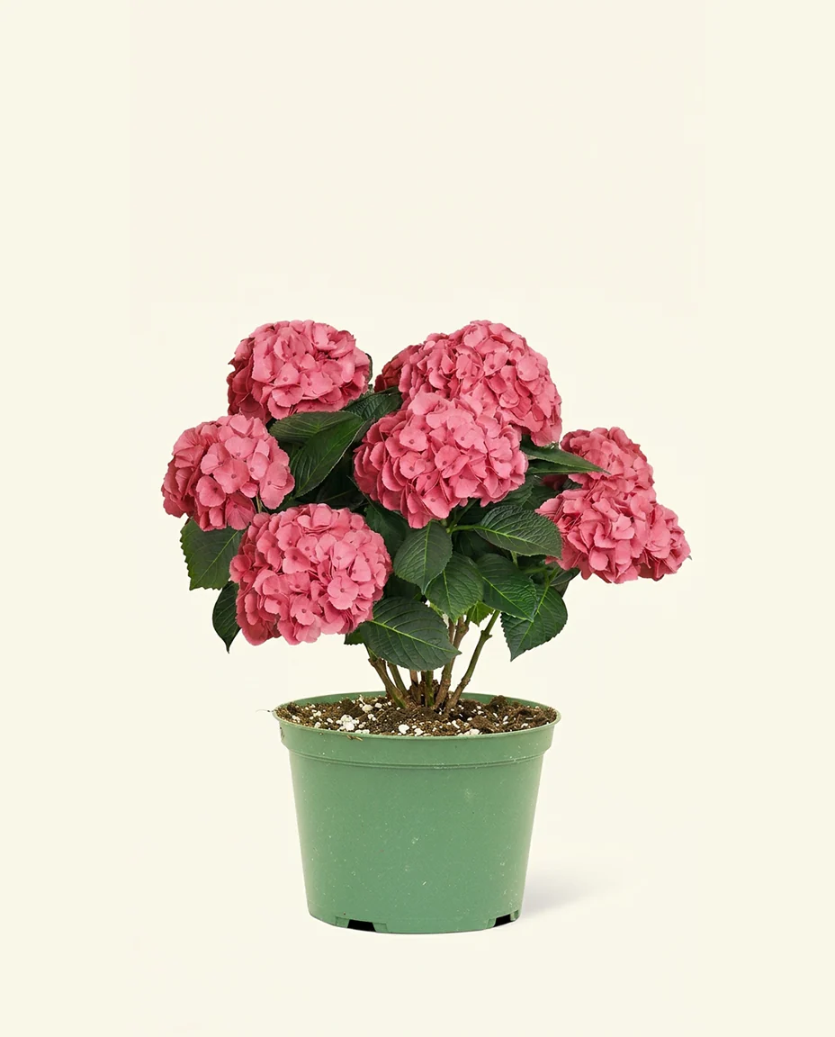 Pink Hydrangea - Image 5