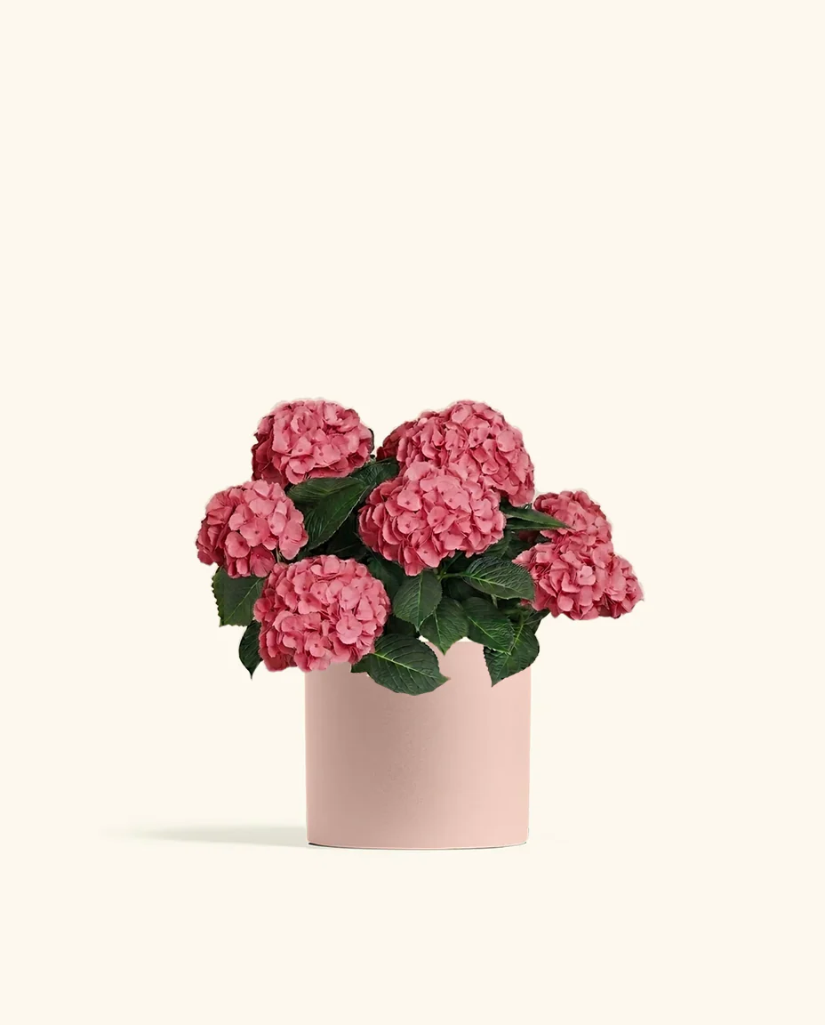Pink Hydrangea - Image 6