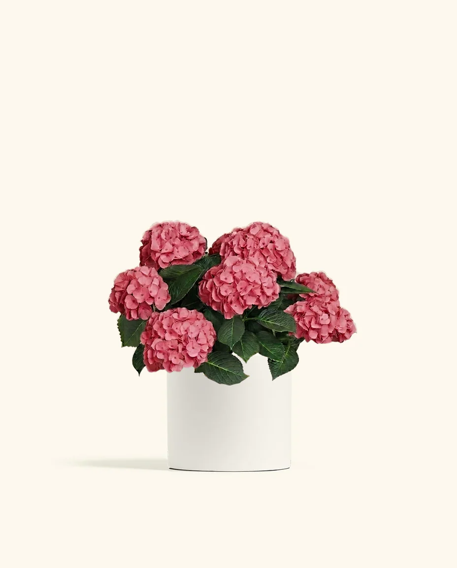 Pink Hydrangea - Image 7