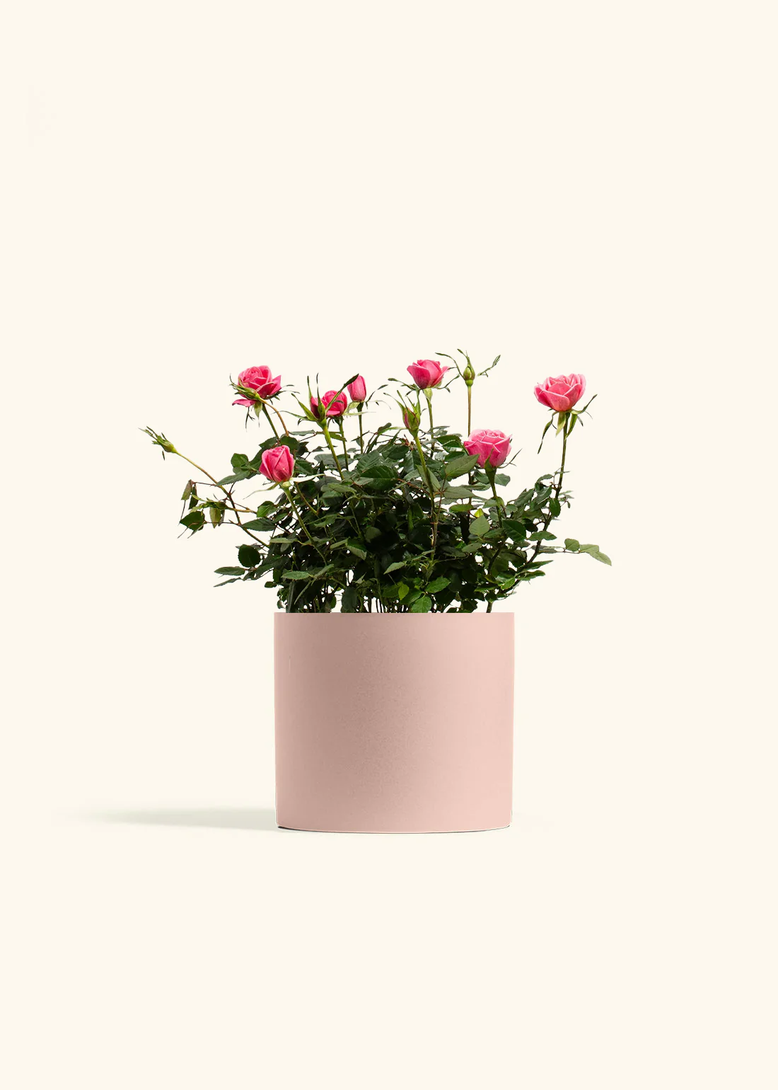 Pink Mini Roses - Image 10