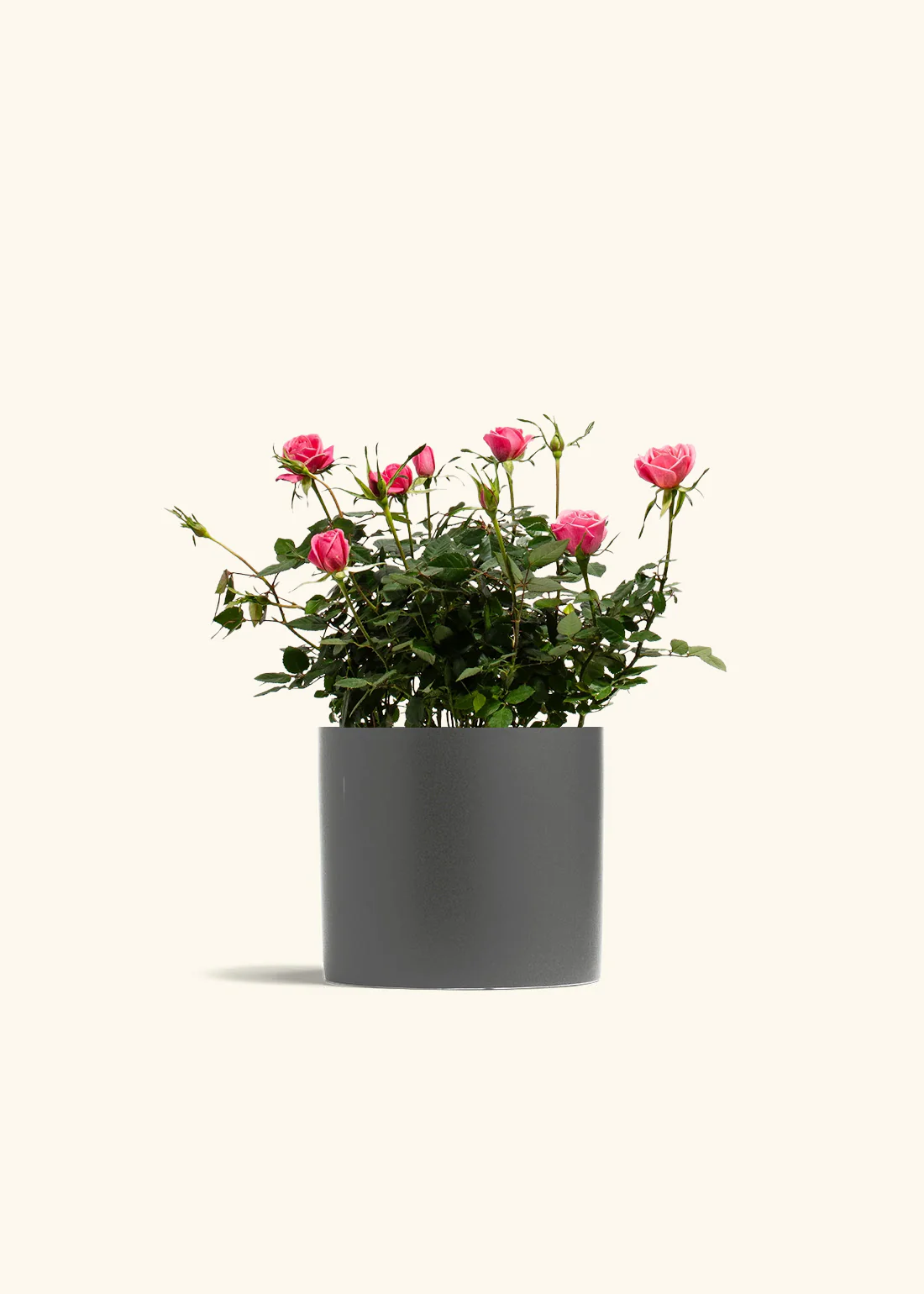 Pink Mini Roses - Image 11