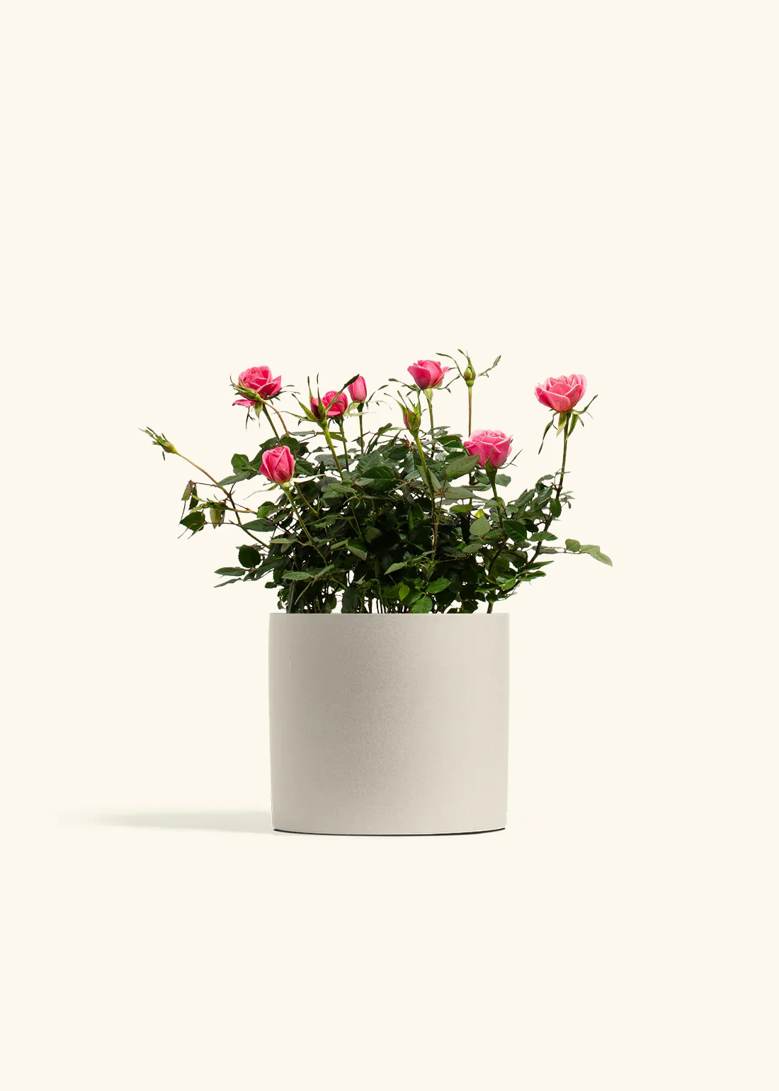 Pink Mini Roses - Image 12