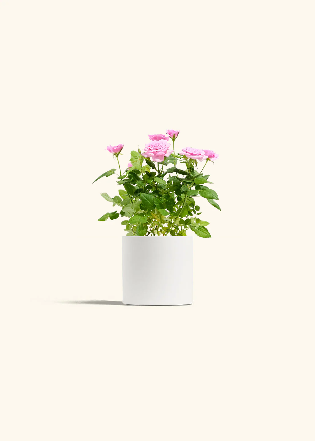 Pink Mini Roses - Image 2