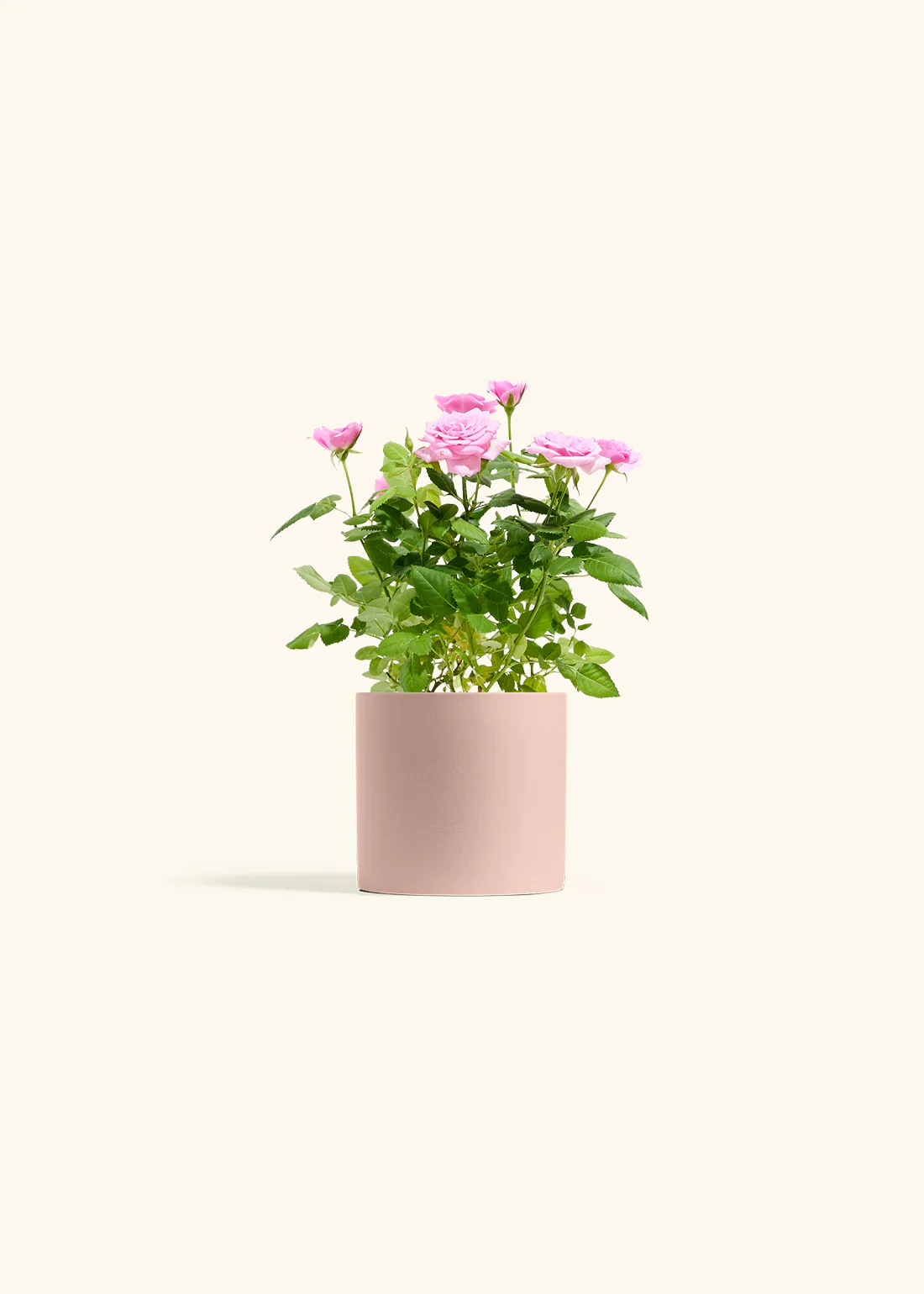 Pink Mini Roses - Image 3