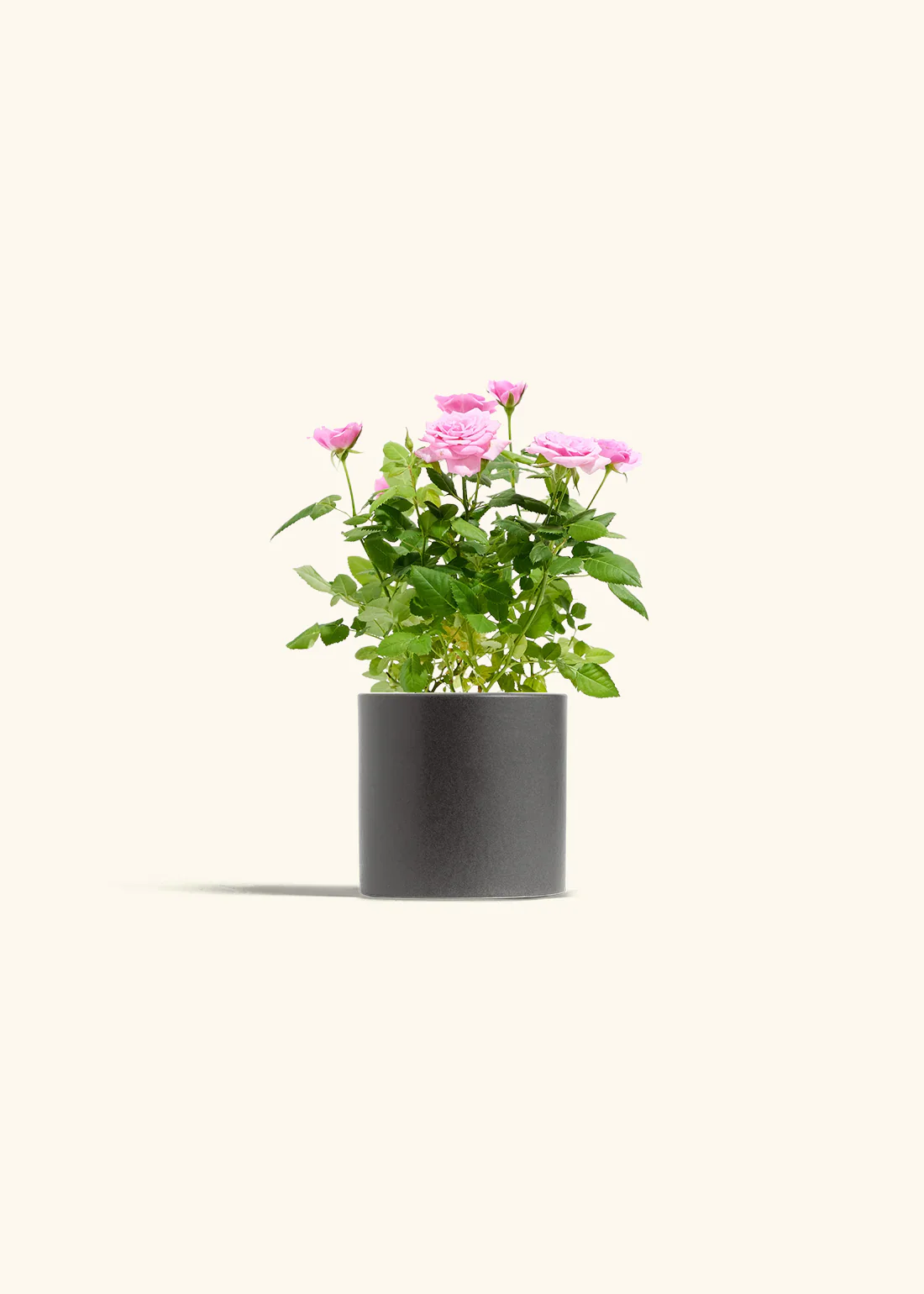 Pink Mini Roses - Image 4