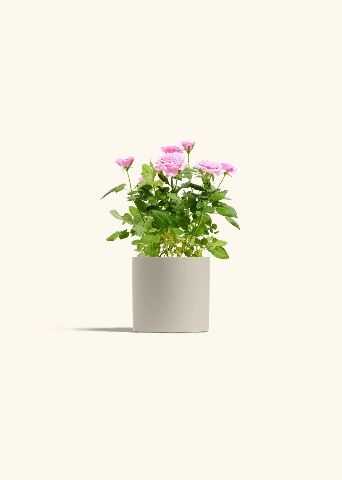 Pink Mini Roses - Image 5