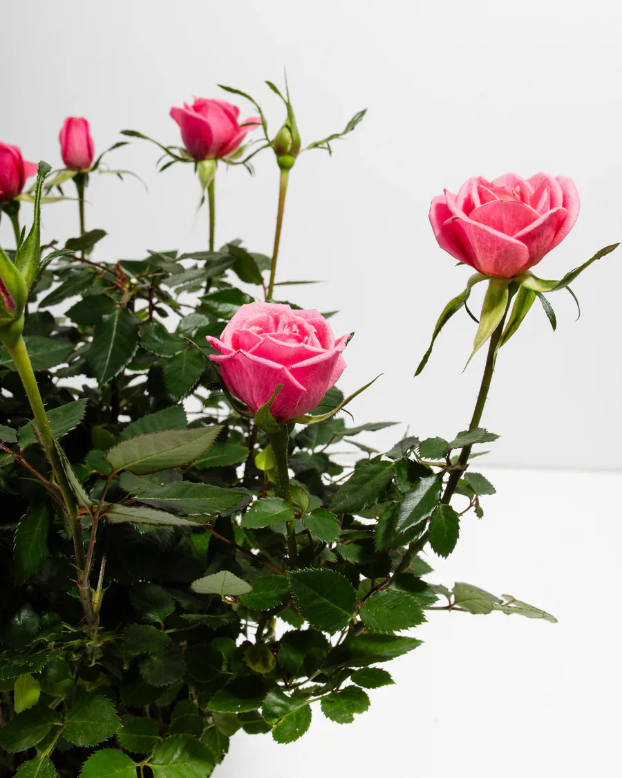 Pink Mini Roses - Image 6