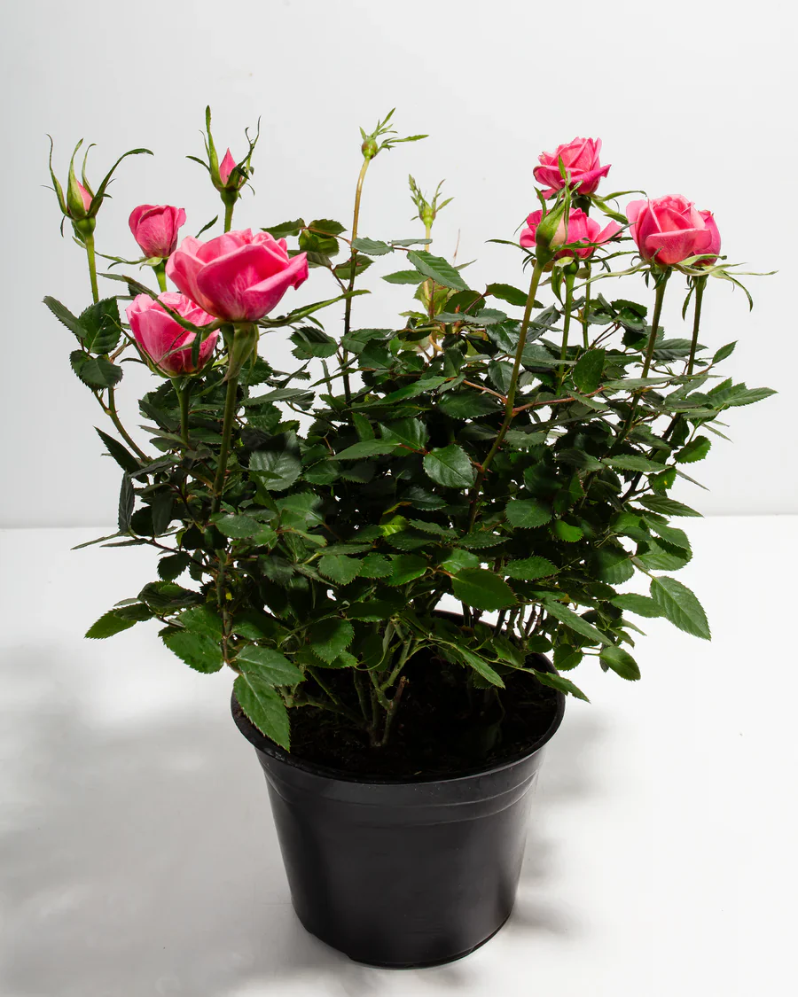 Pink Mini Roses - Image 7