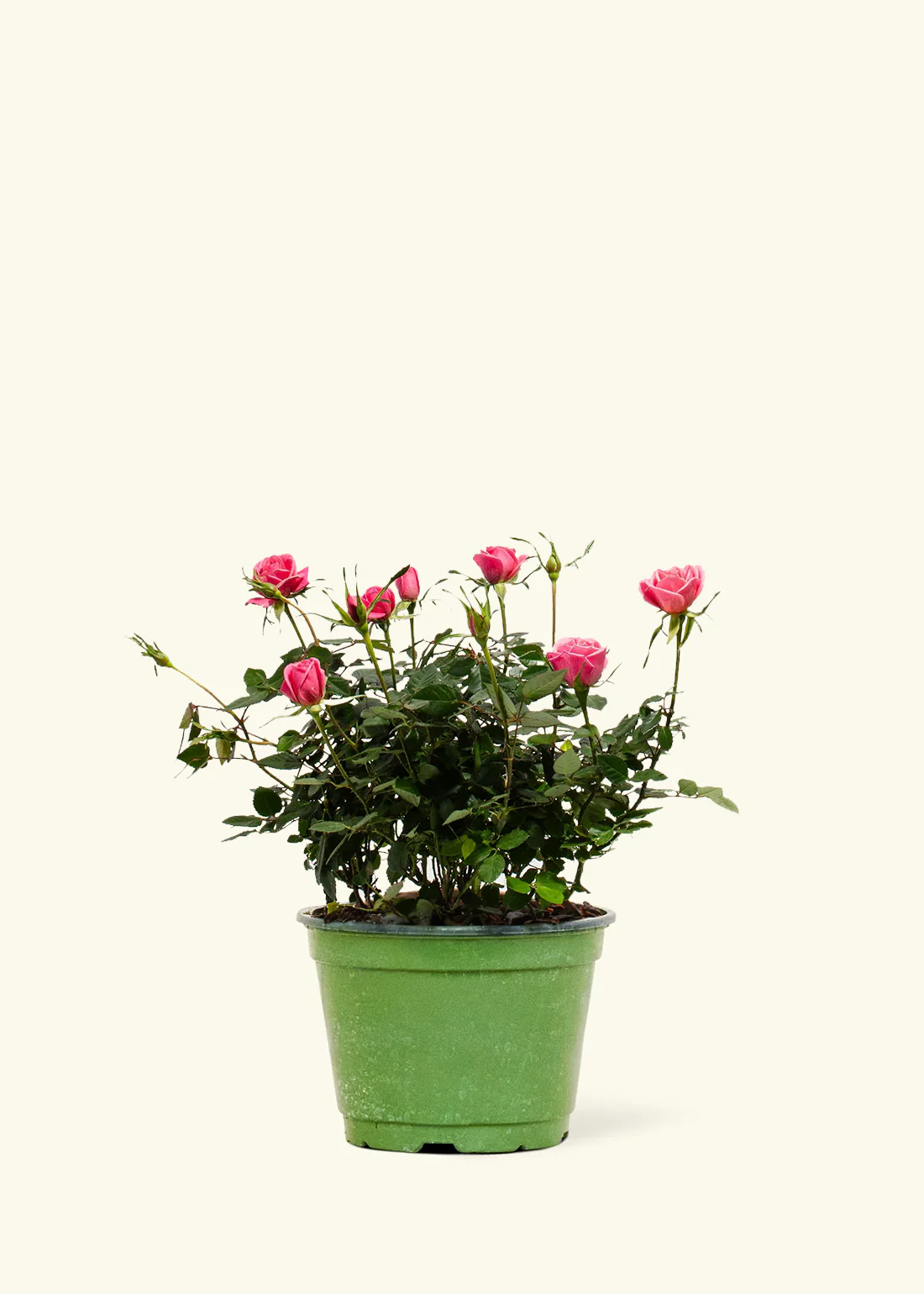 Pink Mini Roses - Image 8